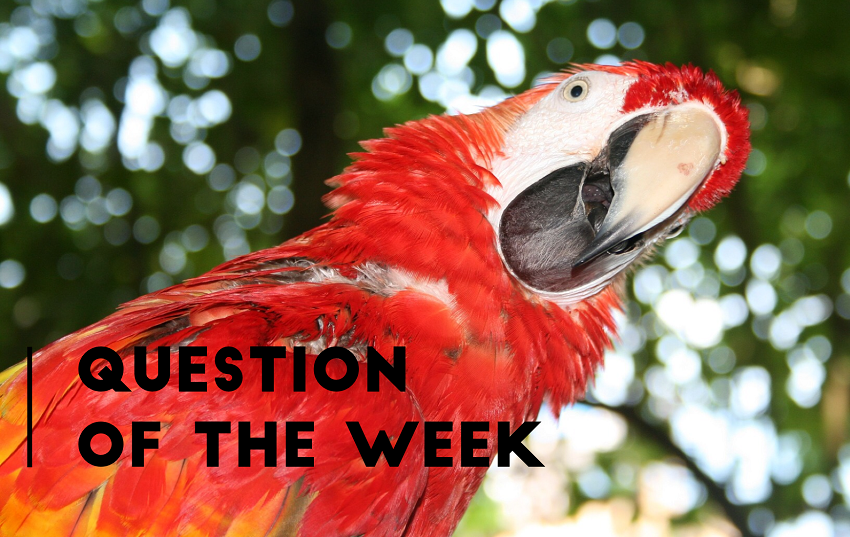 Picture of a bright red Mackaw parrot looking, head titled, with his face to the camera. Caption on top reads question of the week.