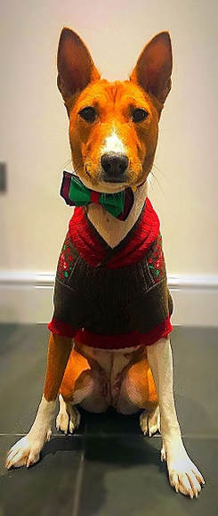 Image of a basenji dog, sat down wearing a christmas jumper and bow tie