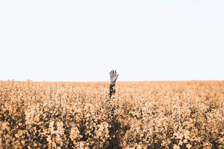 A field of hay and a solitary hand is held up in the middle