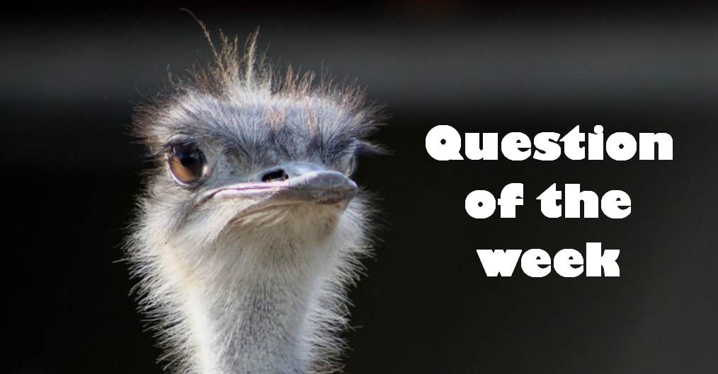 Question of the week banner with an ostrich head looking at you