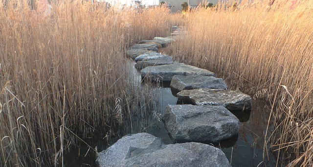 Photos of stepping stones weaving through the reeds