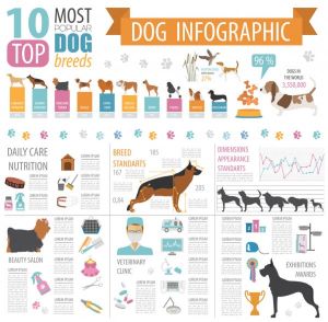 example of an infographic about dogs