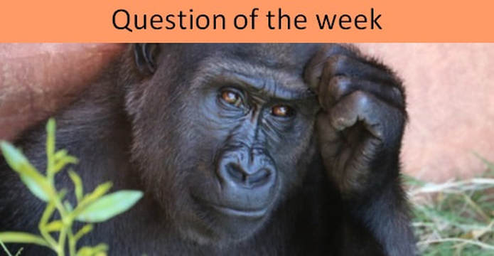 Perfect Layout Question of the Week image, a gorilla thinking